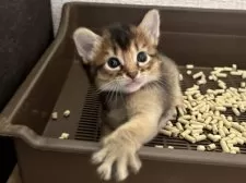 ソマリ【千葉県・男の子・2025年7月18日・ルディ】の写真2