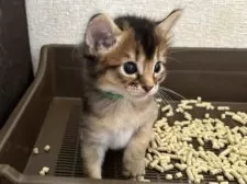 ソマリ【千葉県・男の子・2025年7月18日・ルディ】の写真5