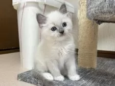 ラグドール【千葉県・男の子・2025年3月27日・ブルーポイントミテッド】の写真2