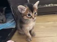 ソマリ【千葉県・男の子・2025年7月18日・ルディ】の写真6