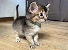 ソマリ【千葉県・男の子・2025年7月18日・ルディ】の写真7