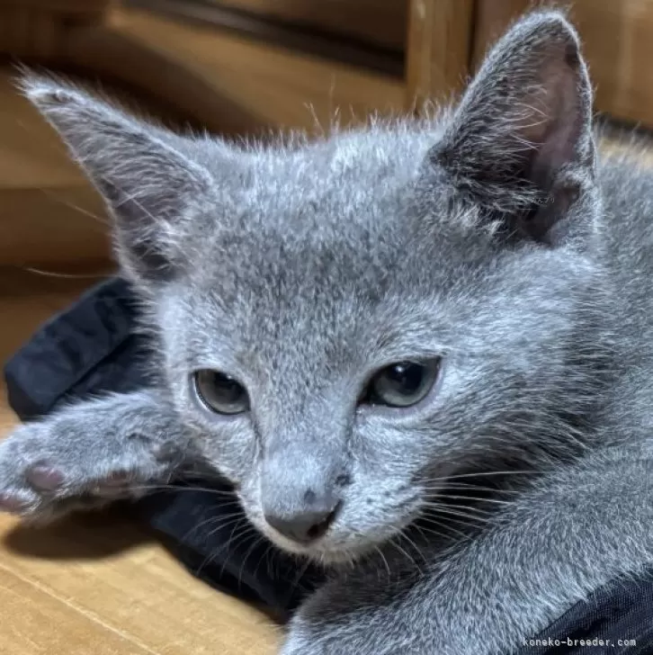 おかん 様のお迎えした子猫
