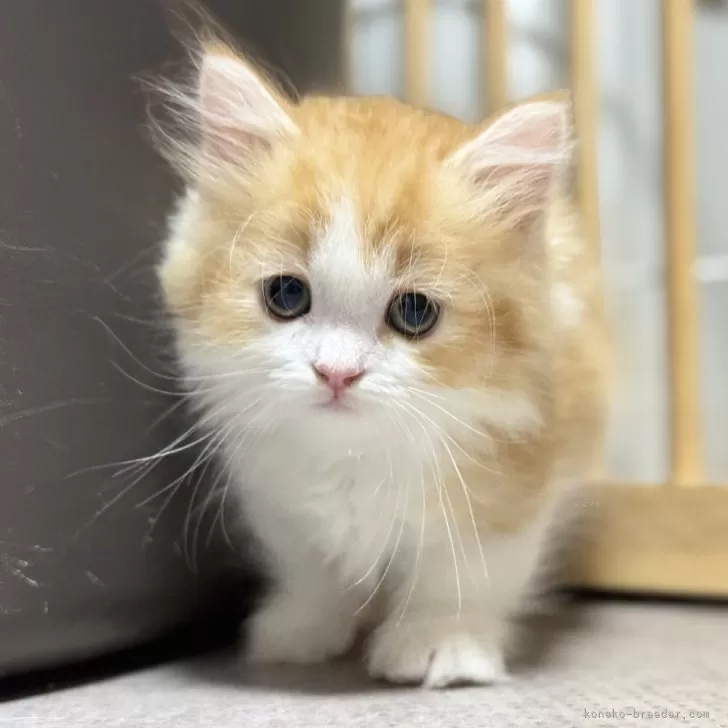 ID：2507-03390の子猫