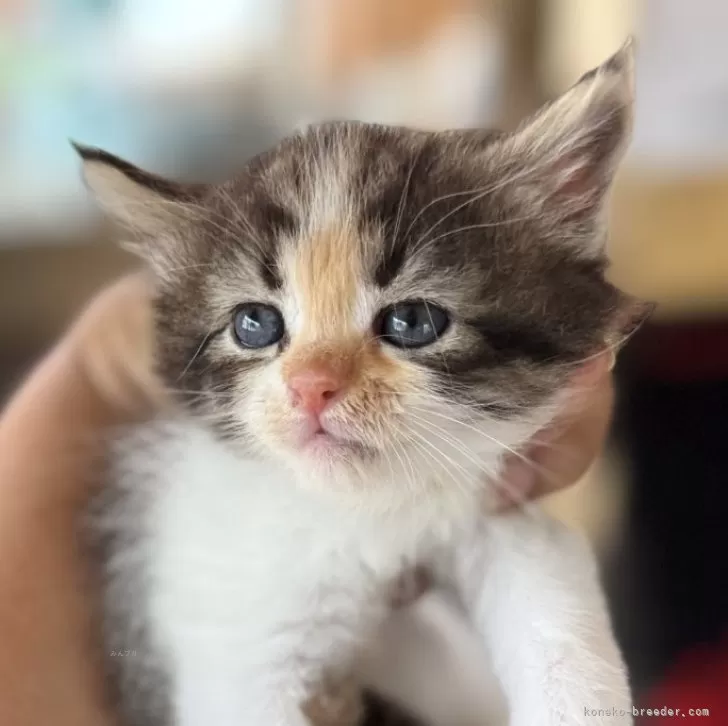 ID:2506-01755の子猫