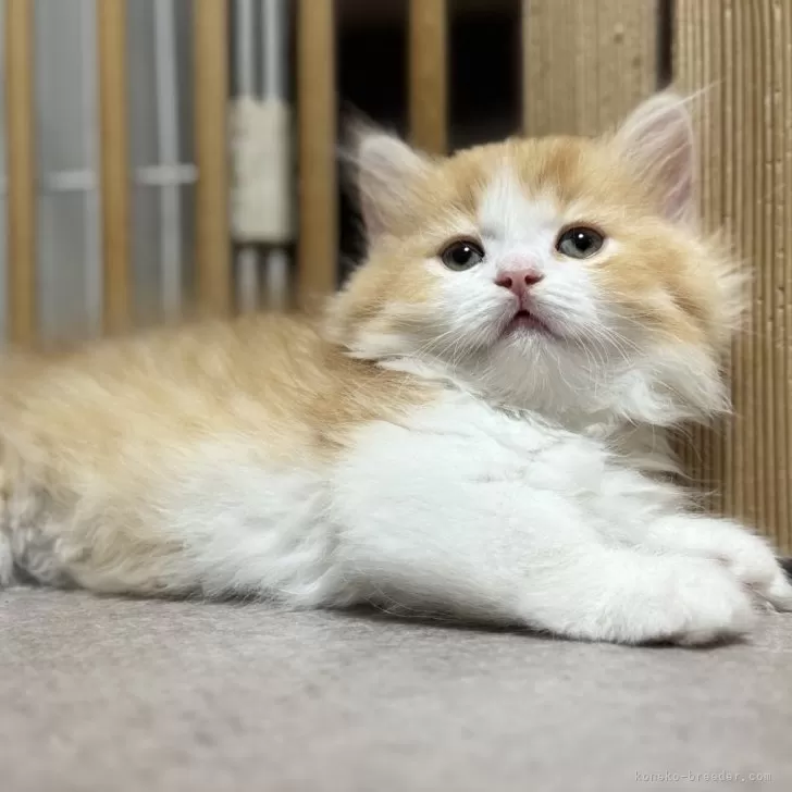 ID：2507-03391の子猫