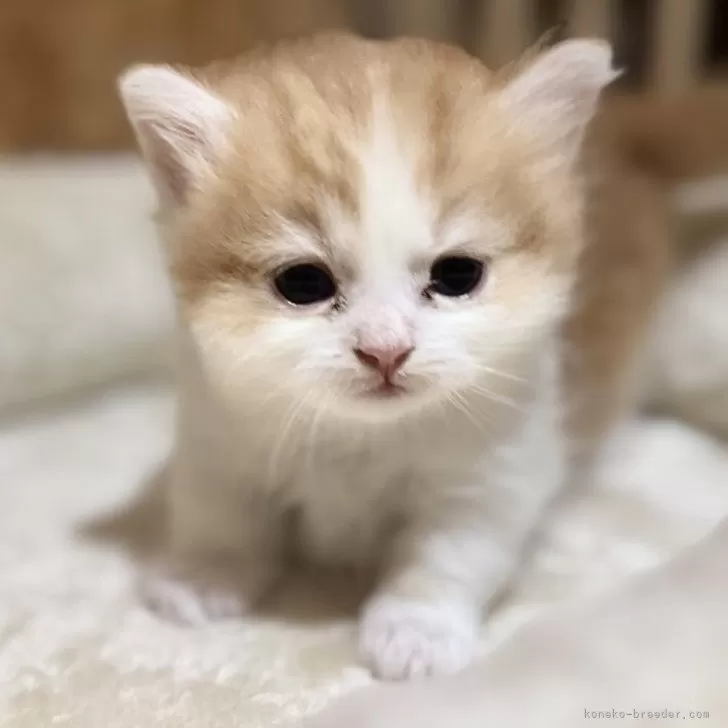 T.T 様のお迎えした子猫