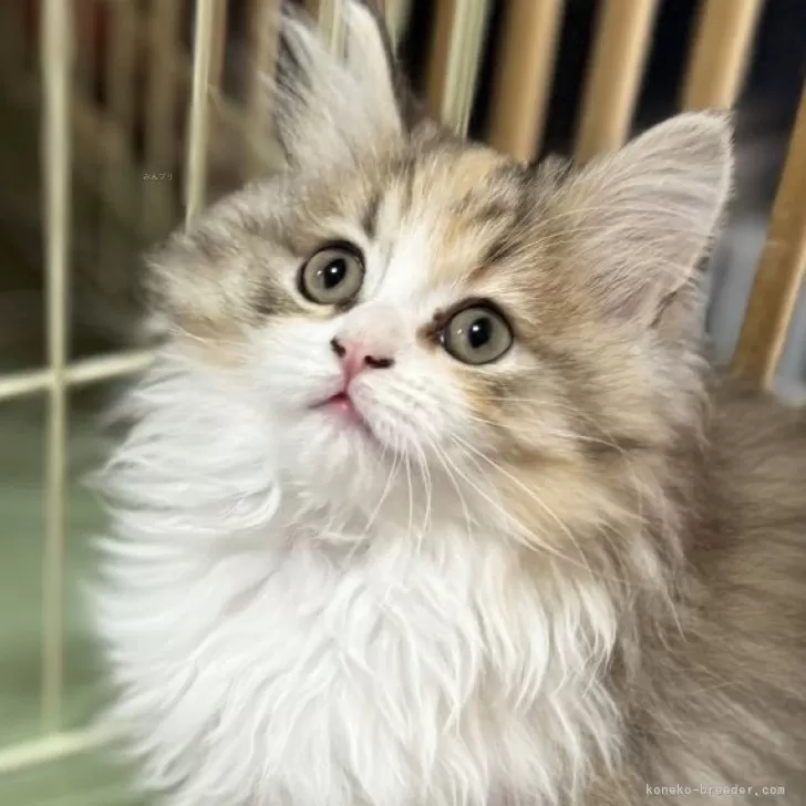 ID:2502-02033の子猫