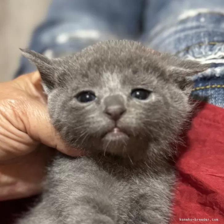 ID:2503-01924の子猫
