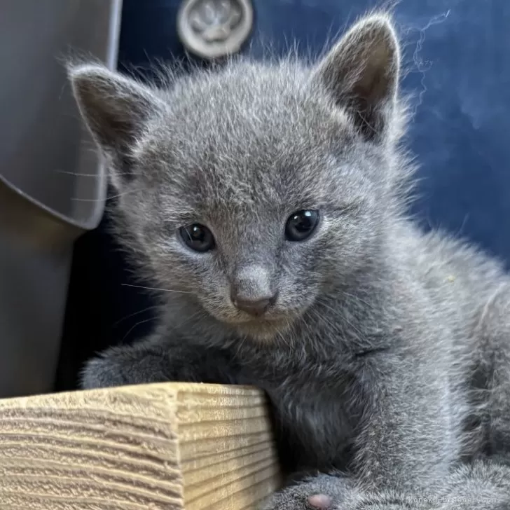 ID：2509-01034の子猫