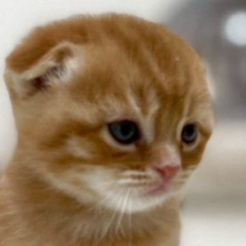 スコティッシュフォールド(折れ耳)【鹿児島県・男の子・2025年5月5日・レッドタビー】の写真「まんまるお顔、全体的にもまんまるの可愛い系男子💕」
