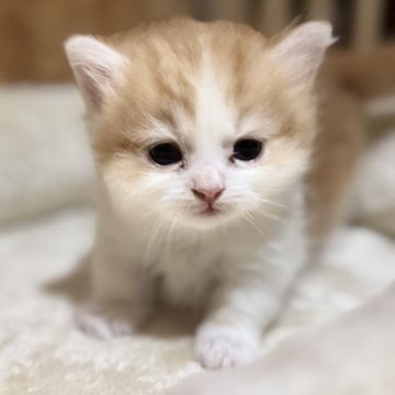 マンチカン(長足)【鹿児島県・男の子・2025年6月28日・レッドタビー&ホワイト】の写真「愛らしいお顔のマンチカンボーイ💕」