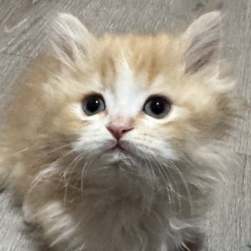 ミヌエット(短足)【鹿児島県・男の子・2024年12月1日・レッドタビー&ホワイト】の写真「小ぶりな極短足の男の子💕」
