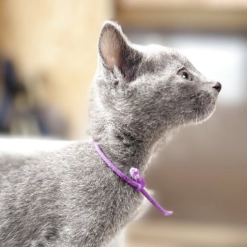 ロシアンブルー【鹿児島県・男の子・2025年3月12日・ブルー】の写真「スレンダーな顔立ち💕」