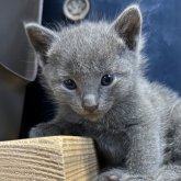 ロシアンブルー