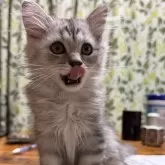 スコティッシュフォールド(立ち耳)【鹿児島県・男の子・2025年8月14日・シルバータビー】の写真2