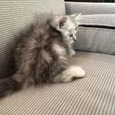 スコティッシュフォールド(立ち耳)【鹿児島県・男の子・2025年8月14日・シルバータビー】の写真3