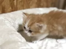 マンチカン(短足)【鹿児島県・男の子・2025年6月28日・レッドタビー&ホワイト】の写真6