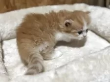 マンチカン(短足)【鹿児島県・男の子・2025年6月28日・レッドタビー&ホワイト】の写真7