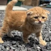 スコティッシュフォールド(折れ耳)【鹿児島県・男の子・2025年3月28日・レッドタビー】の写真8