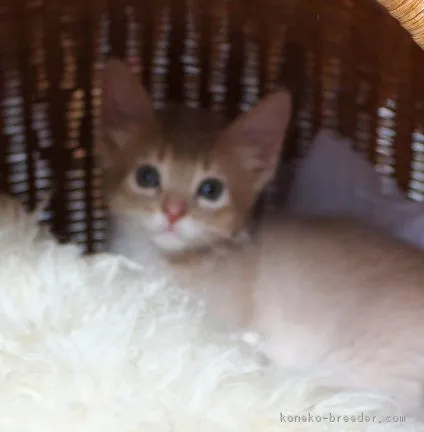 ID：1610-00738の子猫