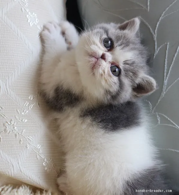 ID:1904-01451の子猫