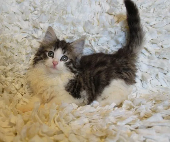 ID:1505-00432の子猫