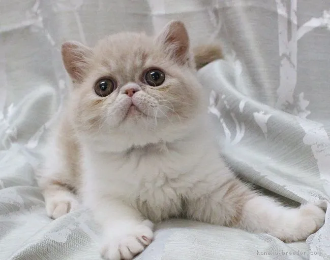 ID：1805-01908の子猫