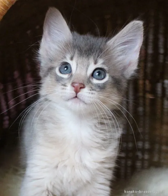 ID：1610-00739の子猫