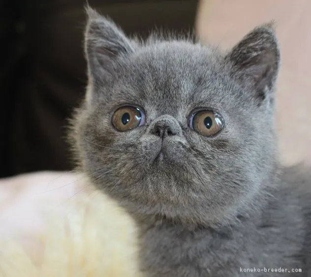 ID：1612-00598の子猫