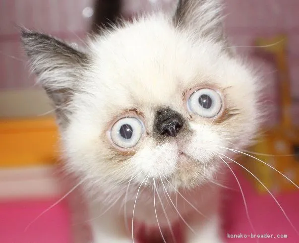 ID：1909-00909の子猫