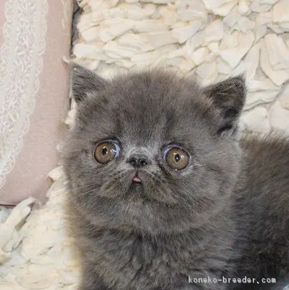 ID:1811-01540の子猫