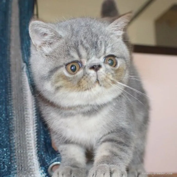 ID:2308-00572の子猫