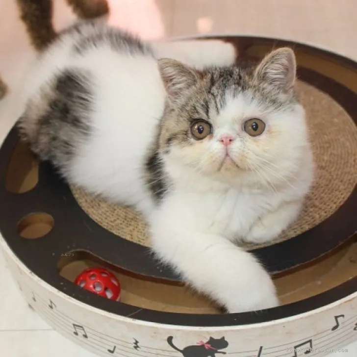 ID:2308-00577の子猫
