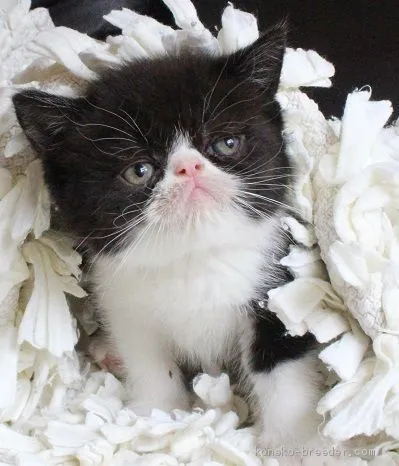 ID：1905-00346の子猫