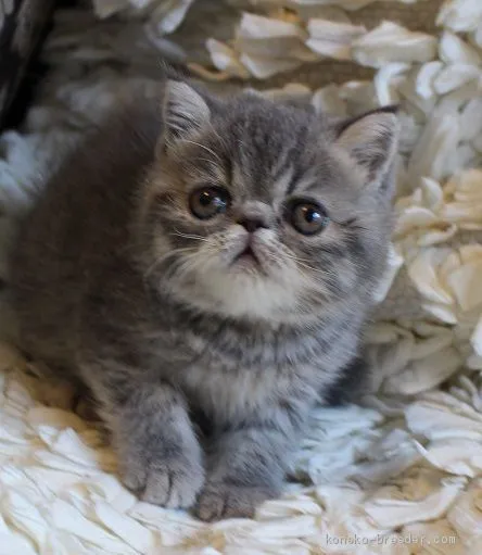ID:2103-00337の子猫