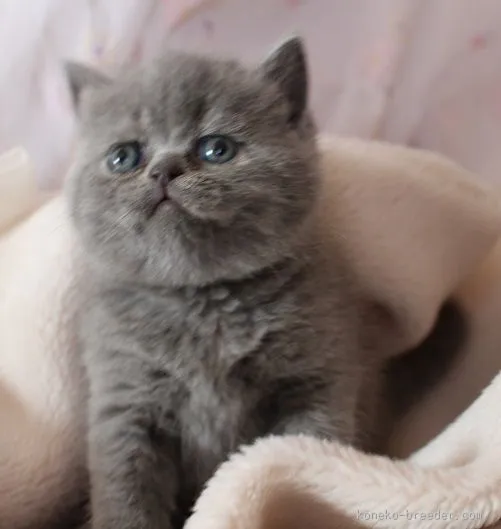 ID：1602-00468の子猫