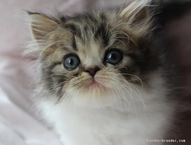 ID：1606-00242の子猫