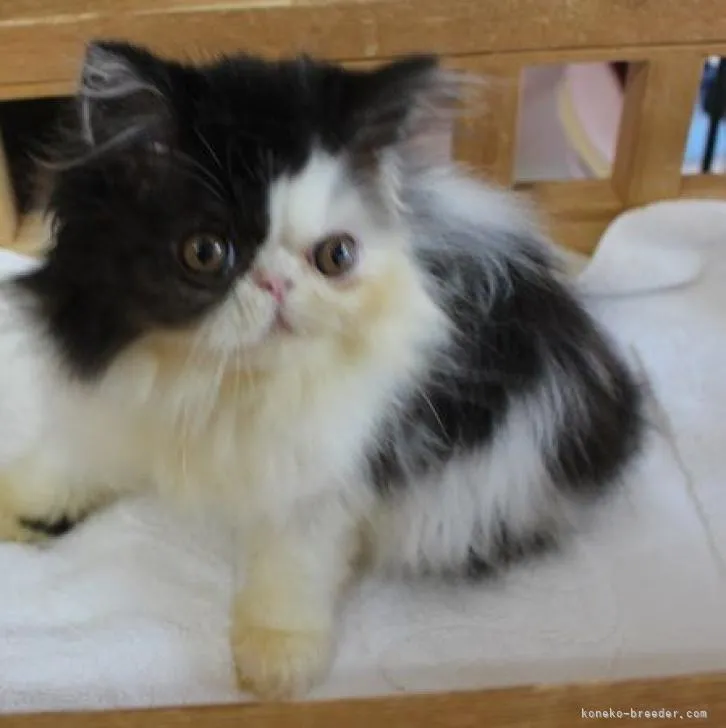 ID:2208-00637の子猫