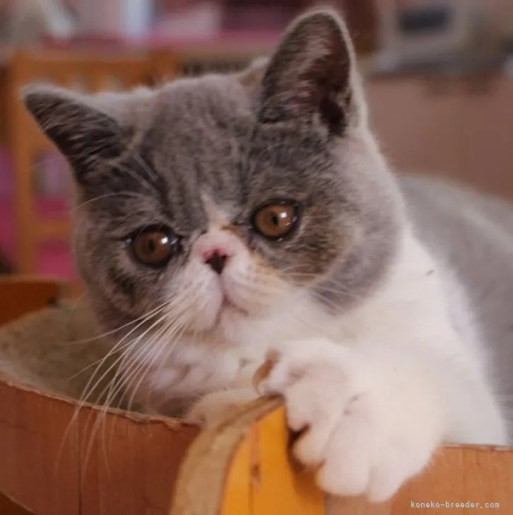 ID：2308-00578の子猫