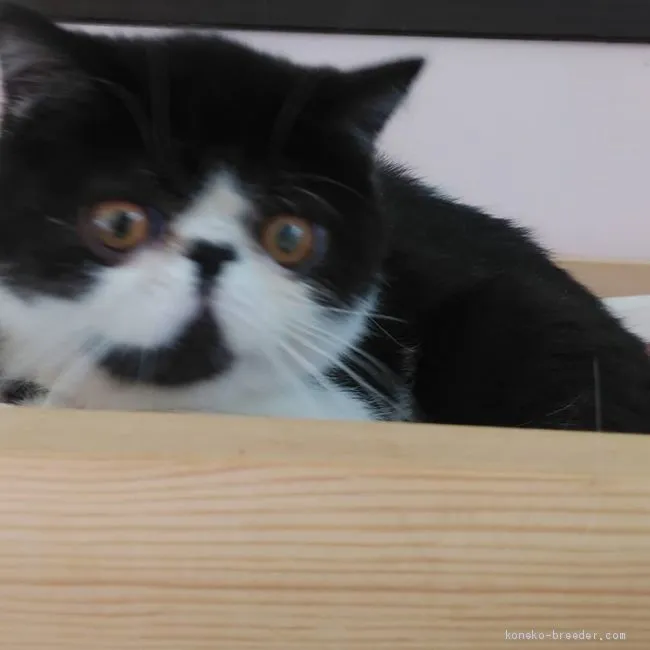 ID:2012-01199の子猫