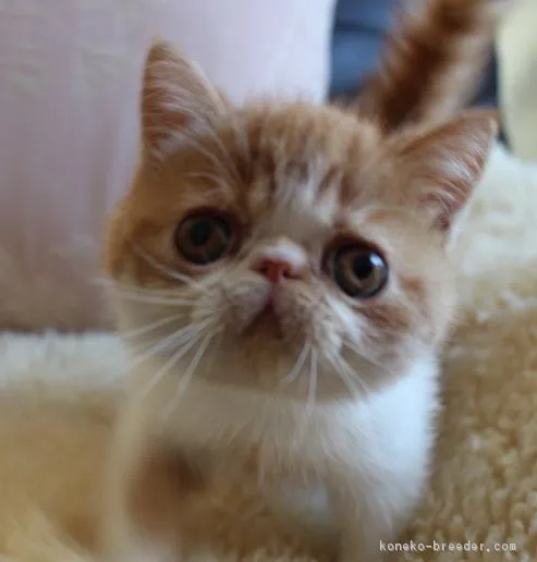 ID：1612-00597の子猫