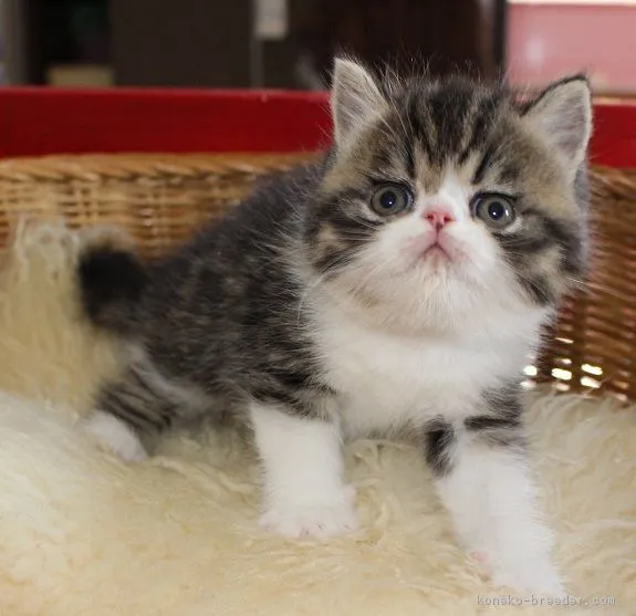 ID:1705-00913の子猫