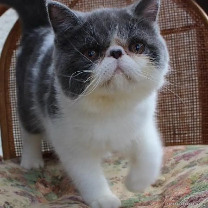ID:2208-00176の子猫