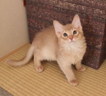 ソマリ【静岡県・男の子・2015年1月9日・フォーン】の写真「優しい顔しています」