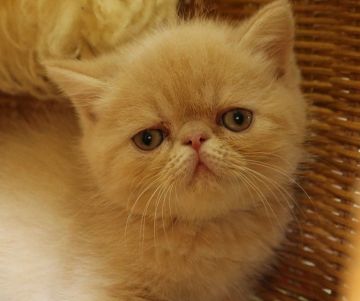 エキゾチックショートヘア【静岡県・男の子・2017年3月30日・クリームマッカレルタビー】の写真「優しい目です」