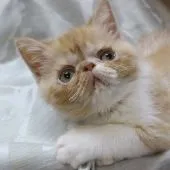 エキゾチックショートヘア【静岡県・男の子・2018年4月12日・シェルカメオマッカレルタビー&ホワイト】の写真1