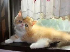 エキゾチックショートヘア【静岡県・男の子・2017年9月1日・シェルカメオマッカレルタビー&ホワイト】の写真1