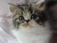 エキゾチックショートヘア【静岡県・男の子・2016年4月19日・ブラウンマッカレルタビー&ホワイト】の写真1