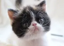 エキゾチックショートヘア【静岡県・女の子・2017年5月21日・キャリコ】の写真1