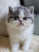 エキゾチックショートヘア【静岡県・女の子・2019年3月15日・ブルータビー&ホワイト】の写真2